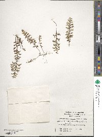 Hymenophyllum secundum image