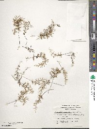 Hymenophyllum secundum image