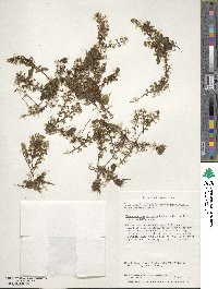 Hymenophyllum secundum image