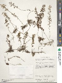 Hymenophyllum secundum image