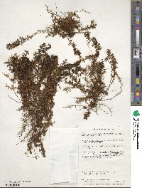 Hymenophyllum secundum image