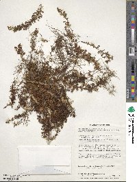 Hymenophyllum secundum image