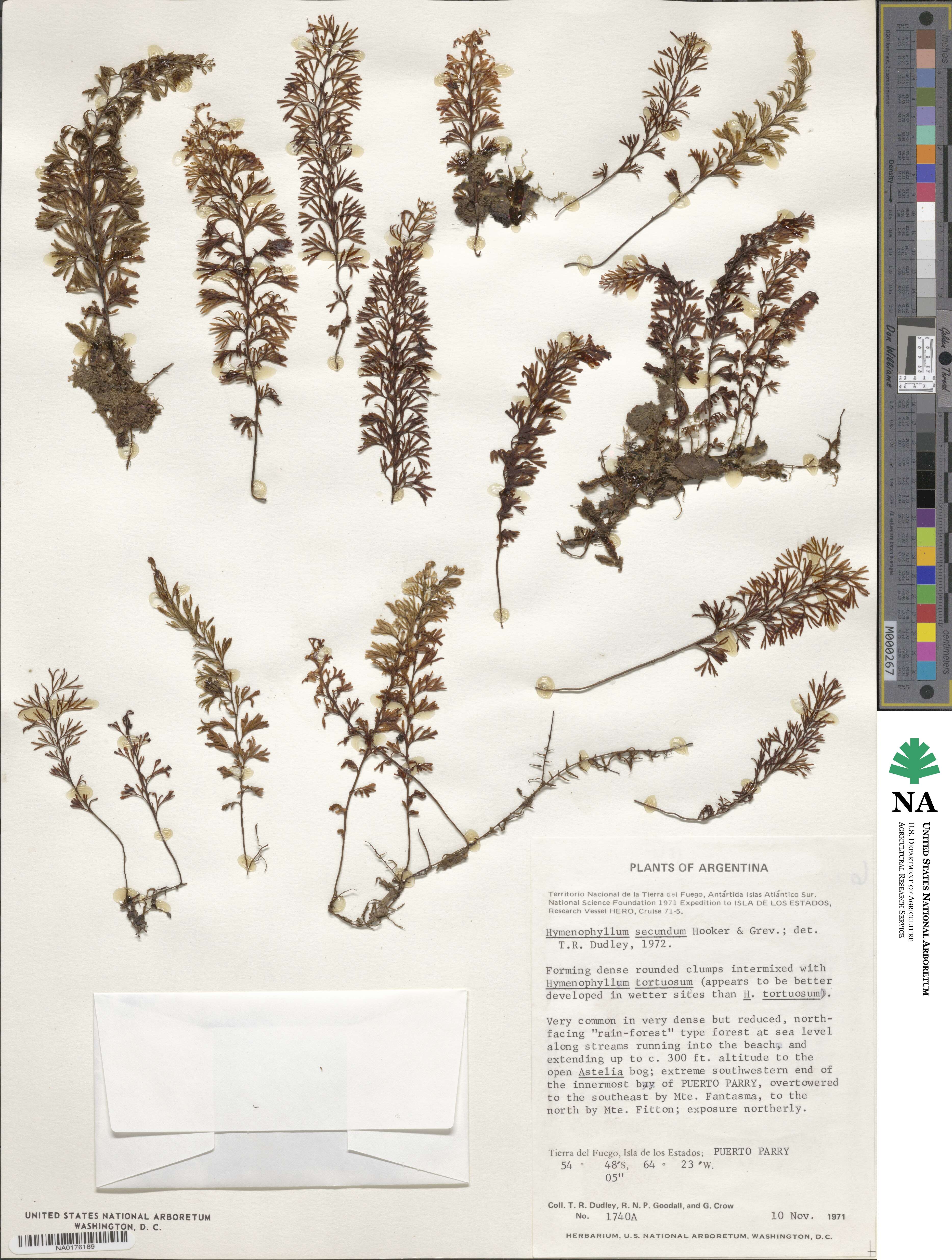 Hymenophyllum secundum image