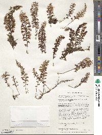 Hymenophyllum secundum image