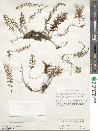 Hymenophyllum secundum image