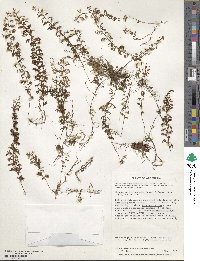 Hymenophyllum secundum image