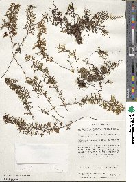 Hymenophyllum secundum image