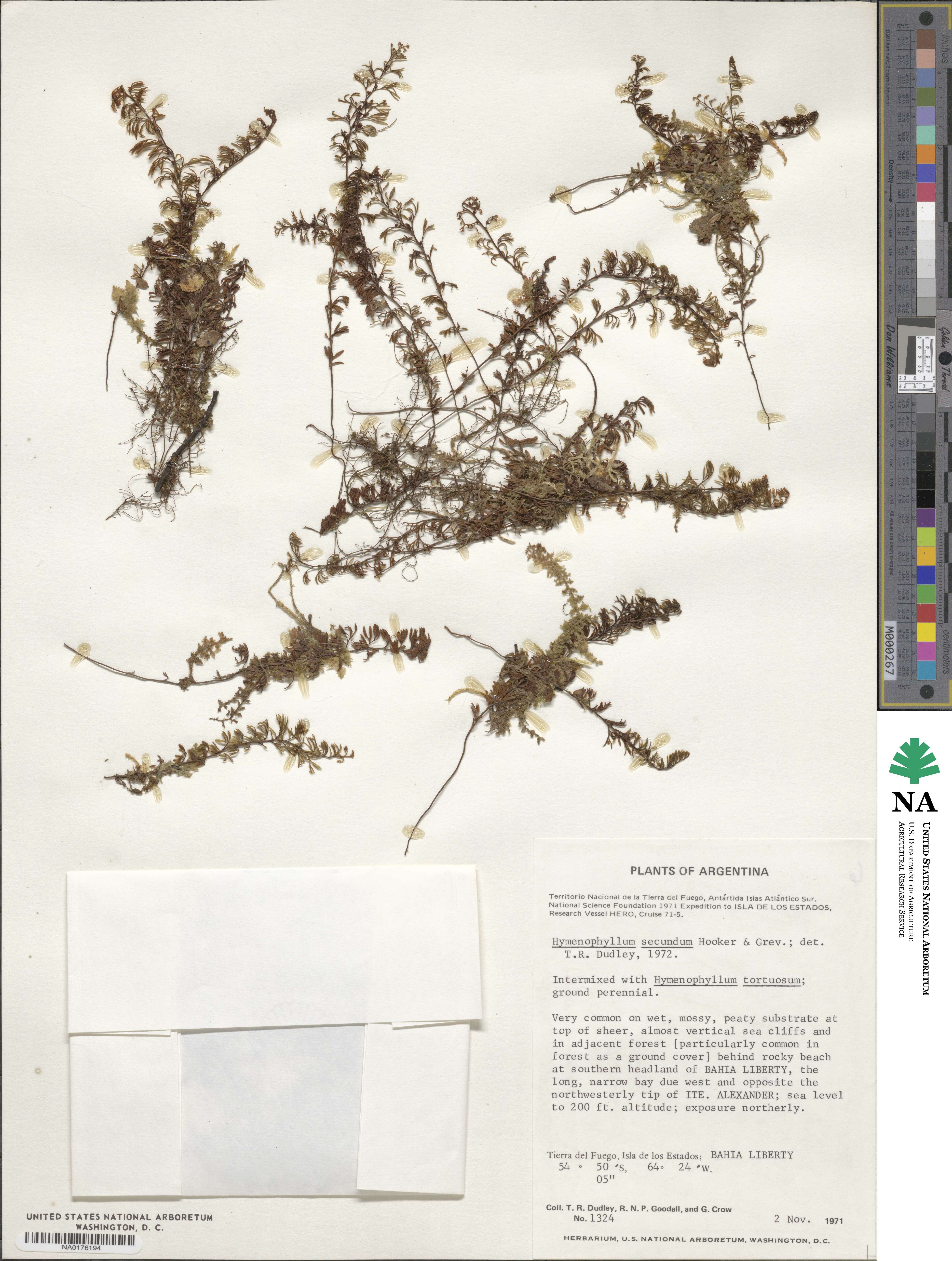 Hymenophyllum secundum image