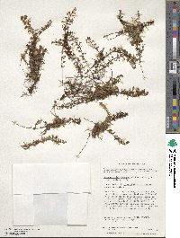 Hymenophyllum secundum image