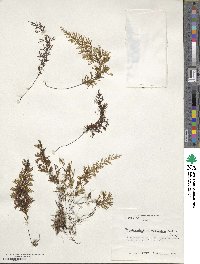 Hymenophyllum secundum image