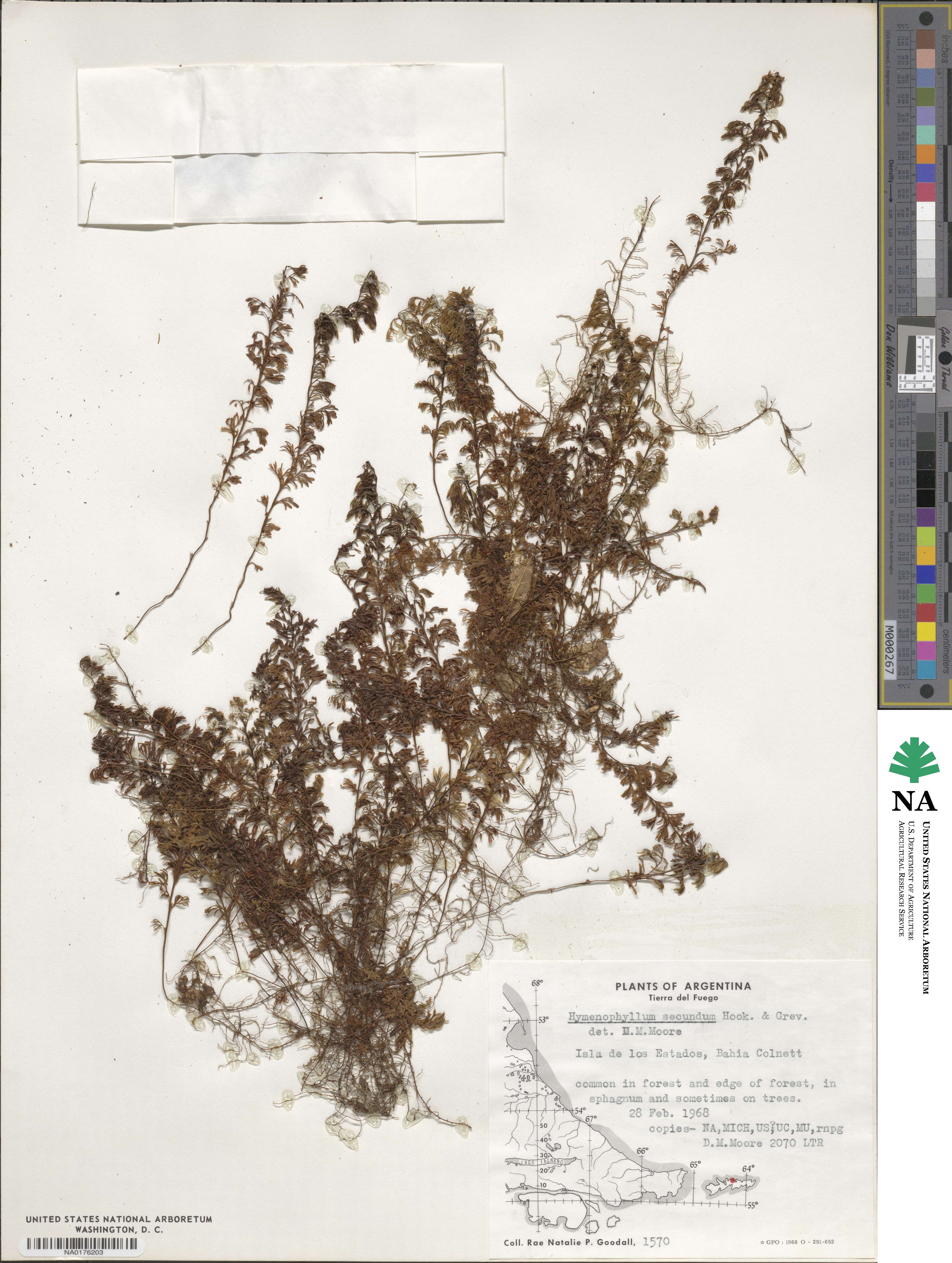 Hymenophyllum secundum image