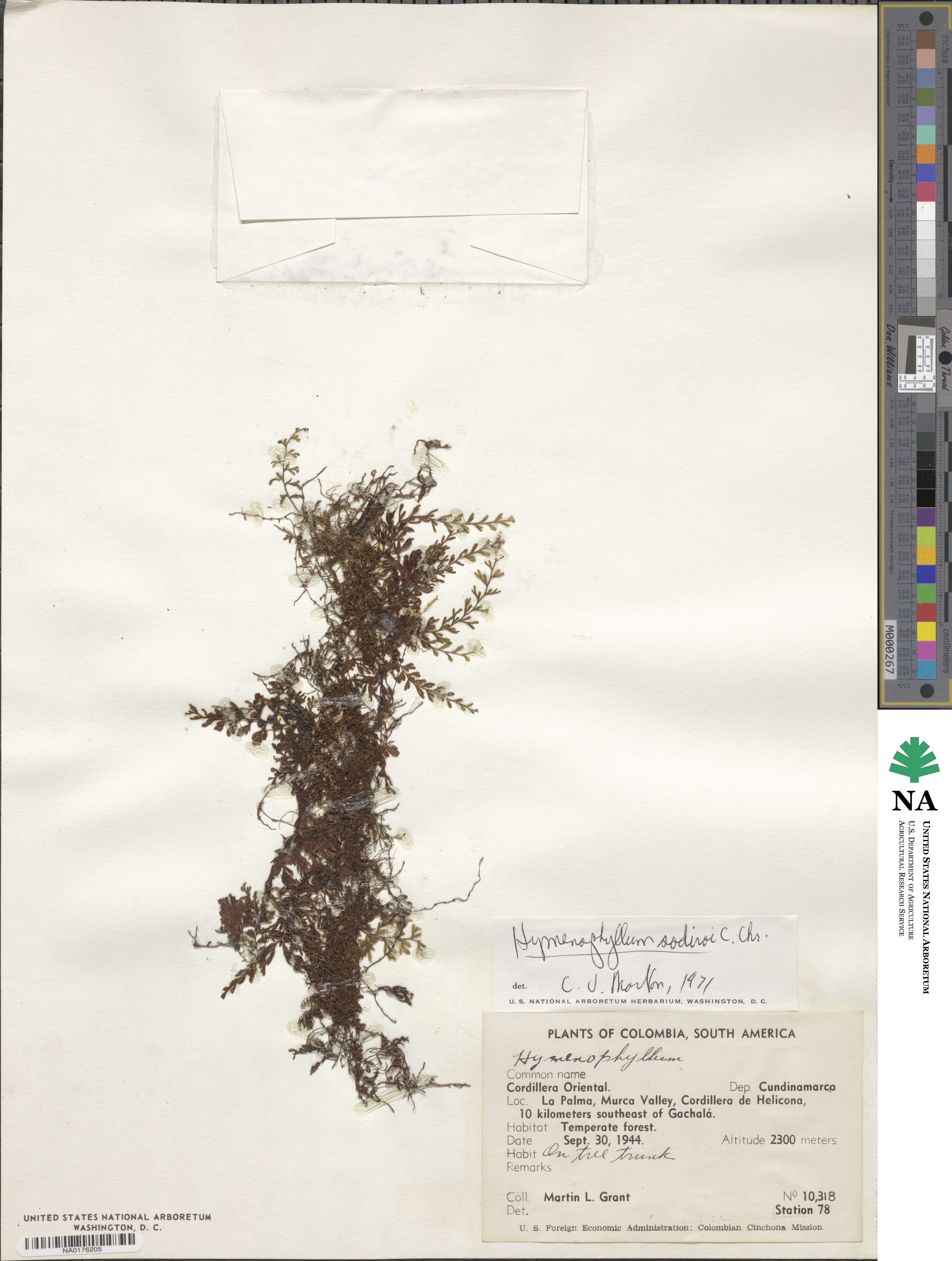 Hymenophyllum sodiroi image