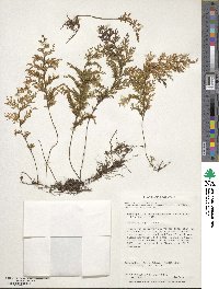 Hymenophyllum tortuosum image