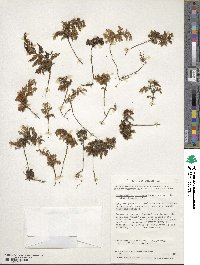 Hymenophyllum tortuosum image