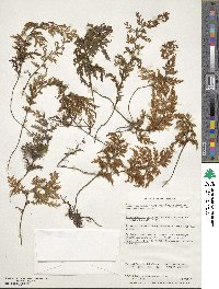 Hymenophyllum tortuosum image