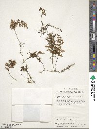 Hymenophyllum tortuosum image