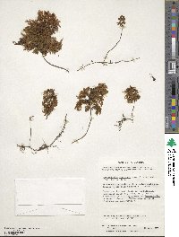 Hymenophyllum tortuosum image