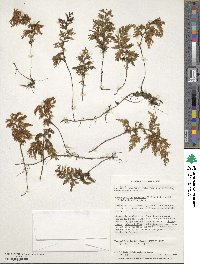 Hymenophyllum tortuosum image