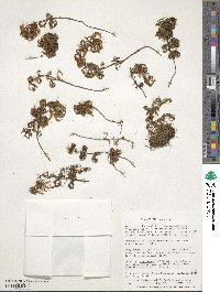 Hymenophyllum tortuosum image