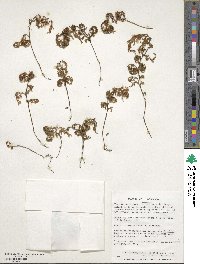 Hymenophyllum tortuosum image