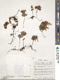 Hymenophyllum tortuosum image