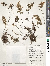 Hymenophyllum tortuosum image