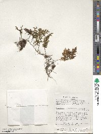 Hymenophyllum tortuosum image