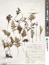 Hymenophyllum seselifolium image