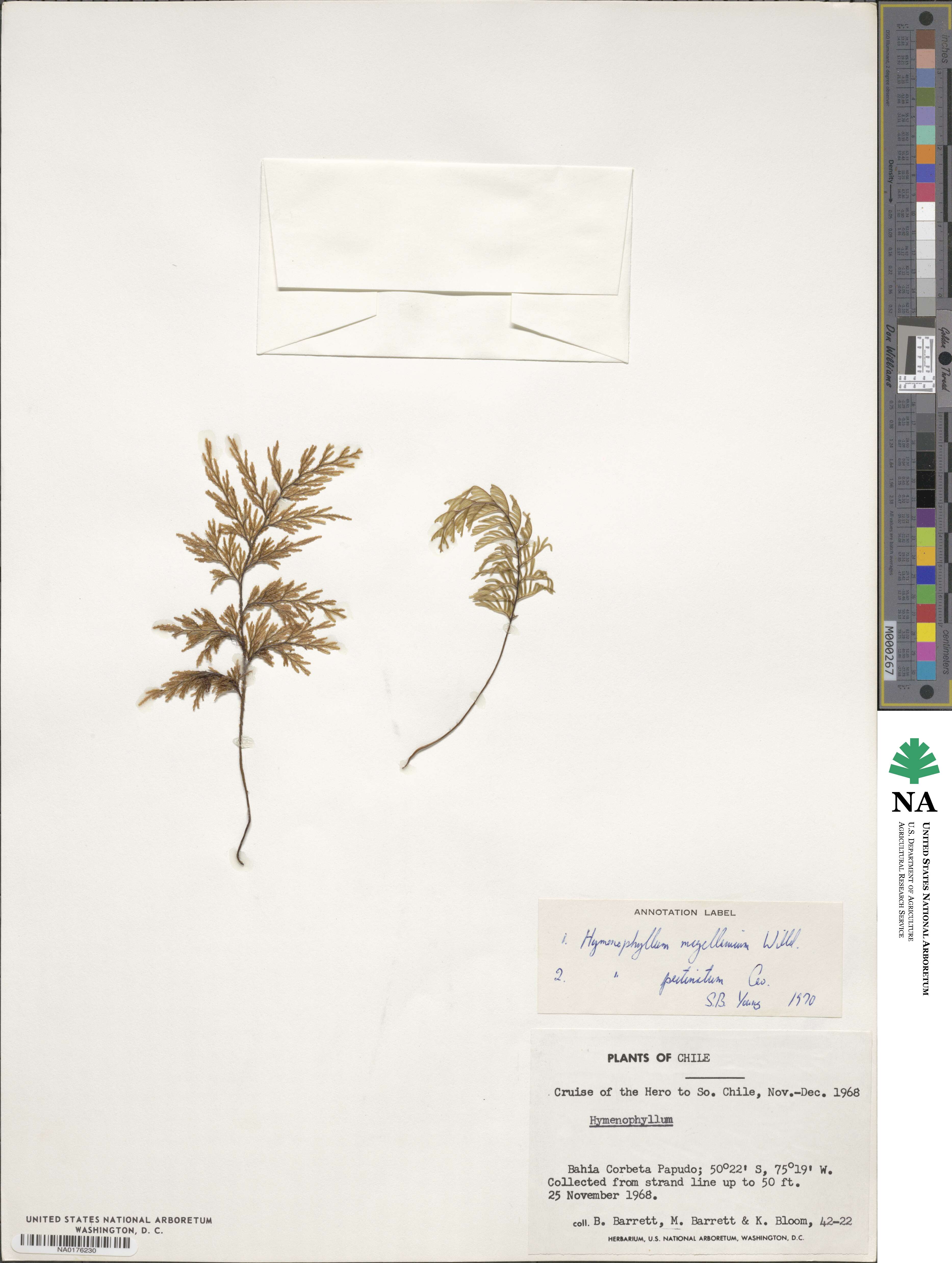 Hymenophyllum seselifolium image