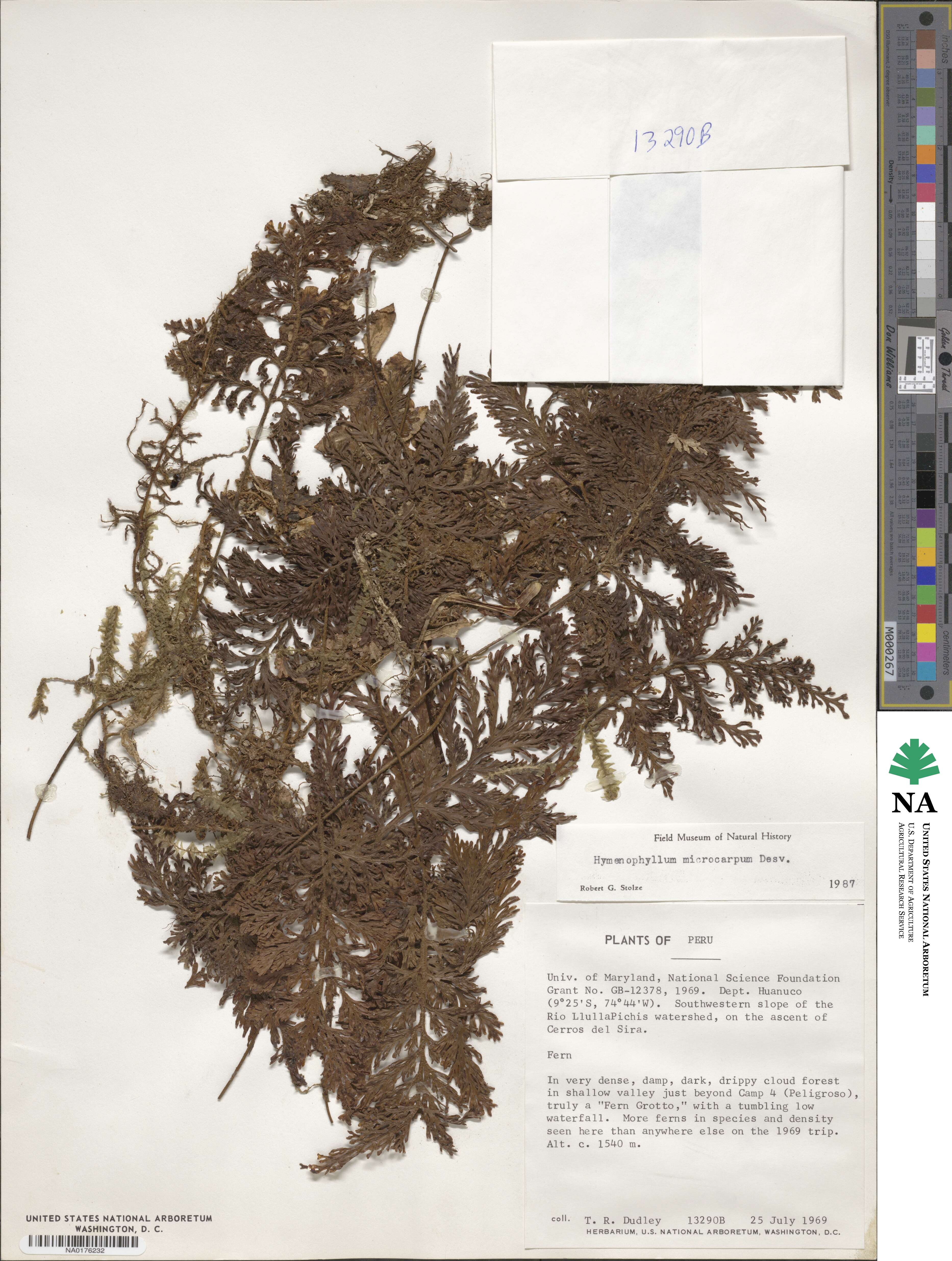 Hymenophyllum microcarpum image