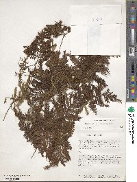 Image of Hymenophyllum microcarpum