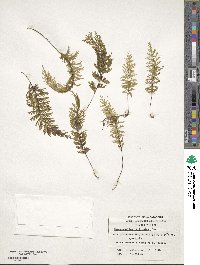 Hymenophyllum pectinatum image