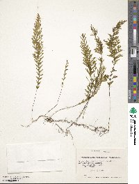 Hymenophyllum pectinatum image