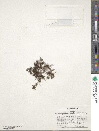 Hymenophyllum peltatum image