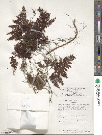 Hymenophyllum polyanthos image