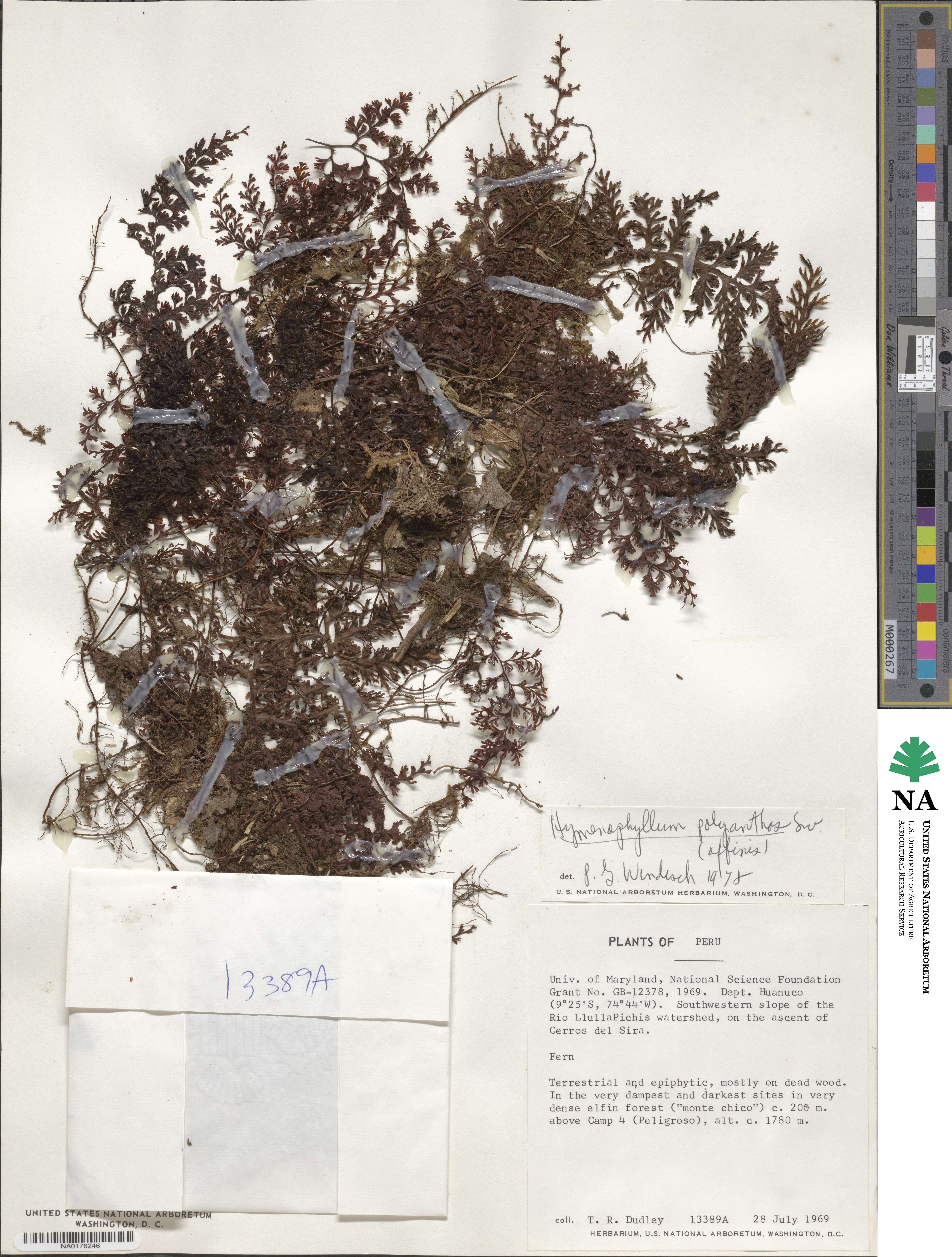 Hymenophyllum polyanthos image