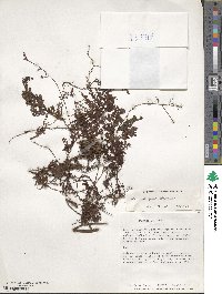 Hymenophyllum polyanthos image