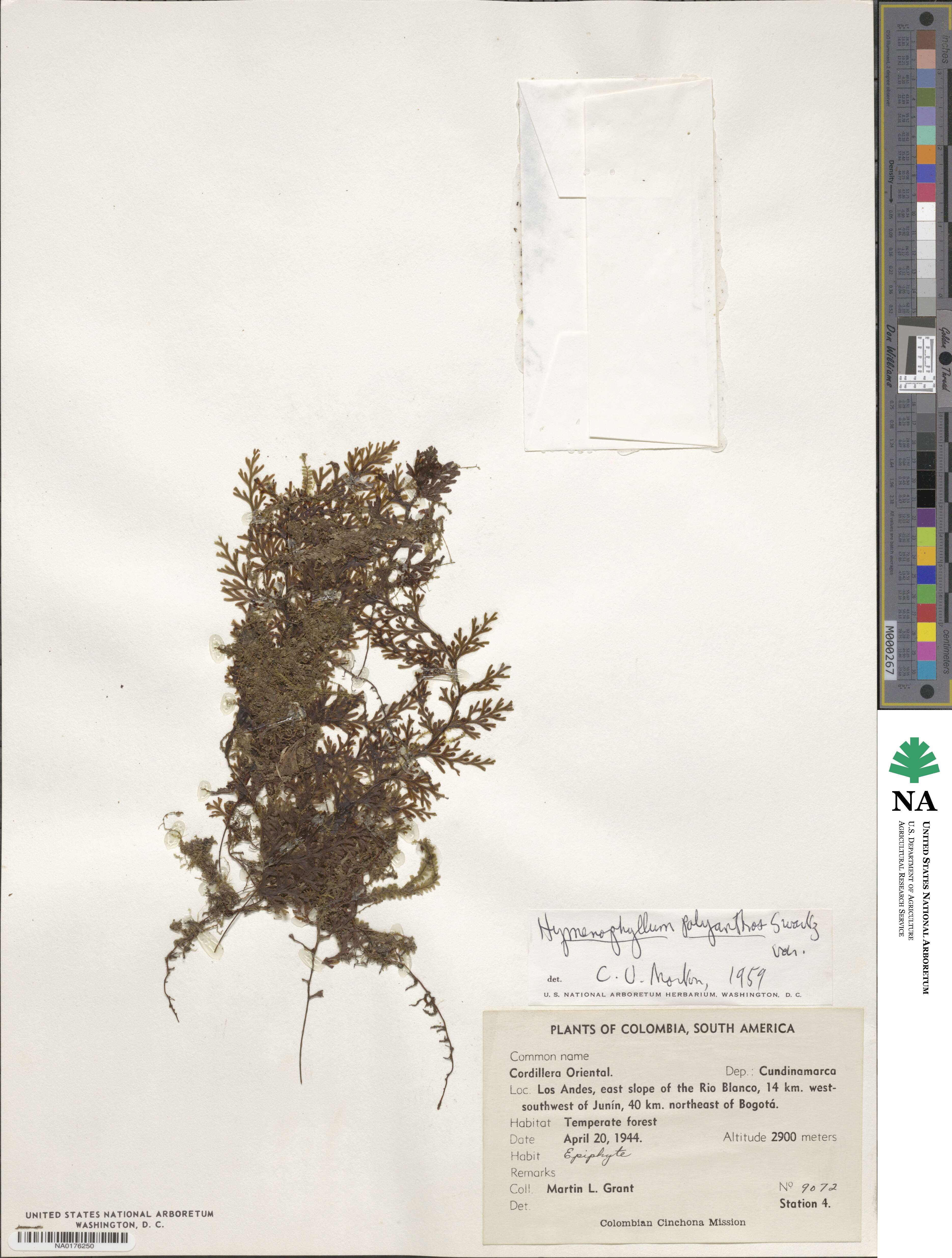 Hymenophylloideae image