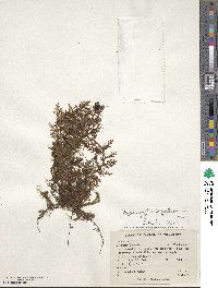 Hymenophyllum polyanthos image