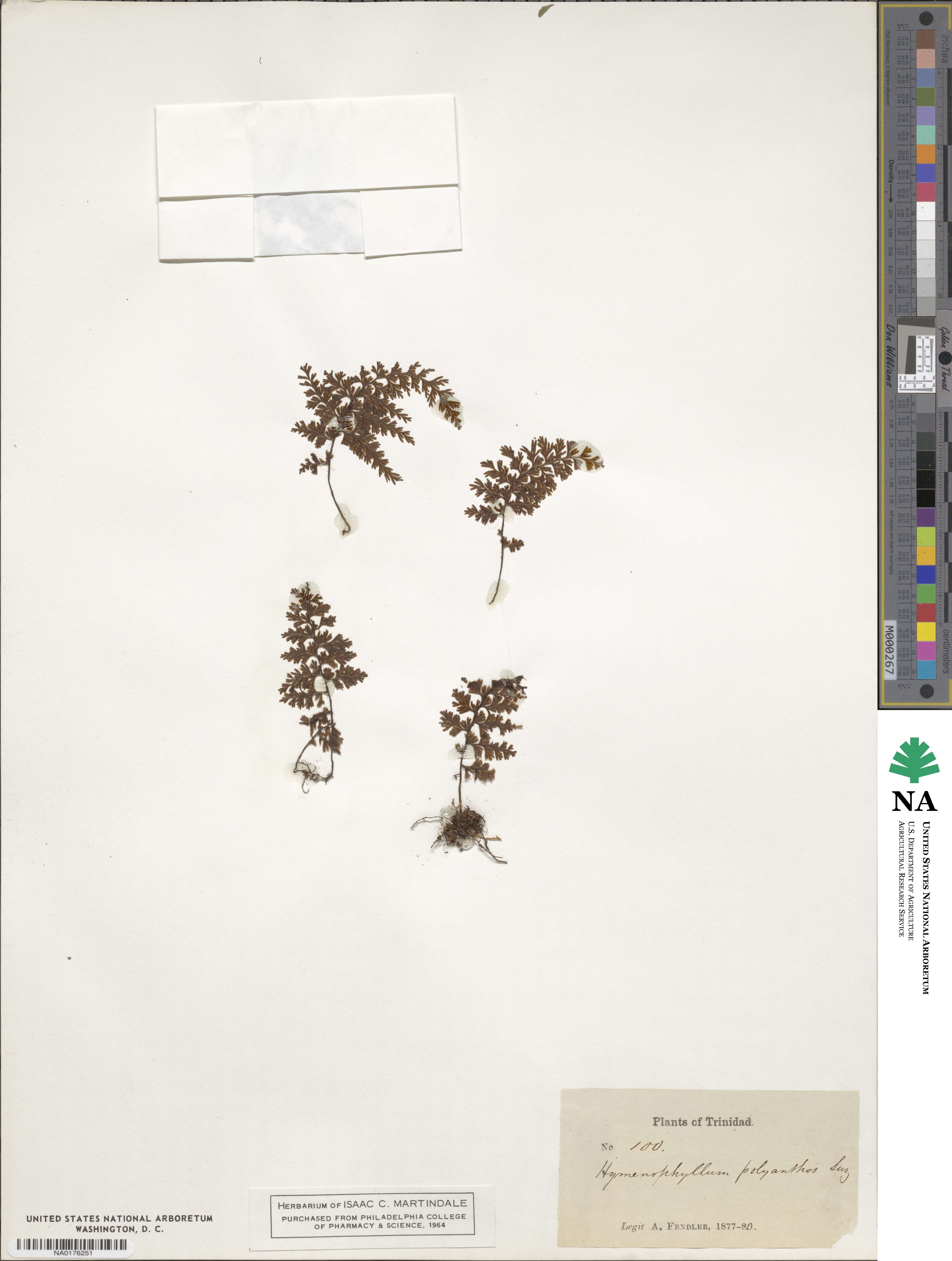 Hymenophyllum polyanthos image