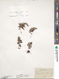 Hymenophyllum polyanthos image