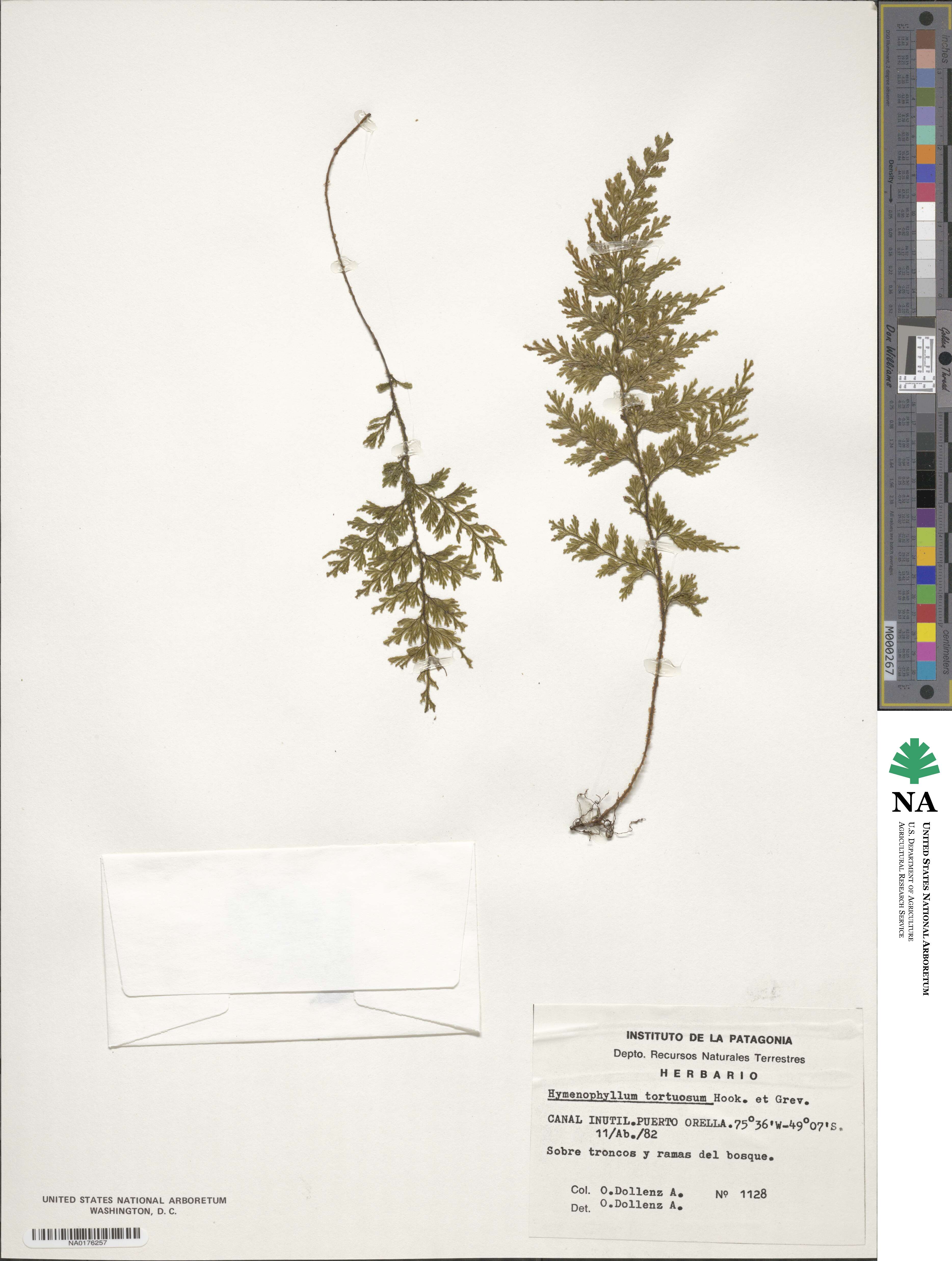 Hymenophyllum image