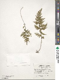 Hymenophyllum tortuosum image