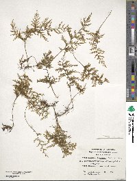 Hymenophyllum tortuosum image