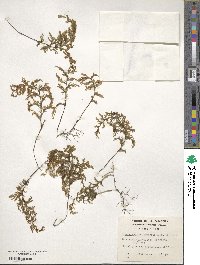 Hymenophyllum tortuosum image