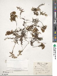 Hymenophyllum tortuosum image