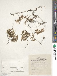 Hymenophyllum tortuosum image