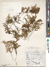 Hymenophyllum tortuosum image