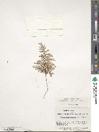 Hymenophyllum tortuosum image