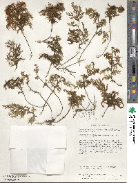 Hymenophyllum tortuosum image